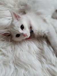 Close-up portrait of a cat