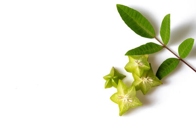 High angle view of leaves against white background