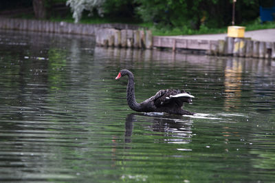 Black swan swimming in lake