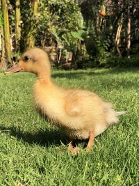 Side view of a bird on field