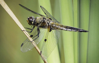 Close-up of dragonfly on leaf