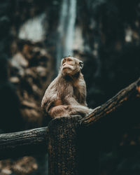 Monkey sitting on a tree