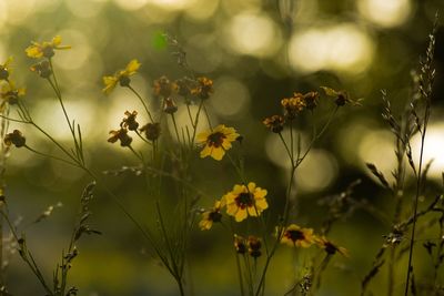 Close-up of bee on flowers