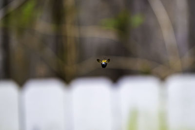 Close-up of bird flying