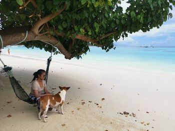 Dog on beach