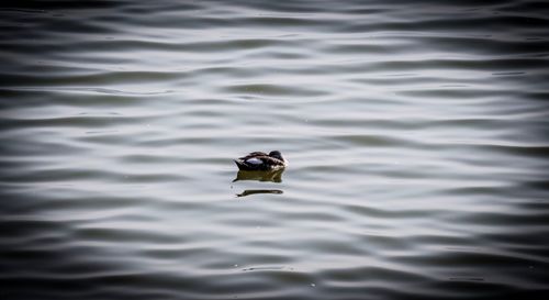 High angle view of bird swimming in lake