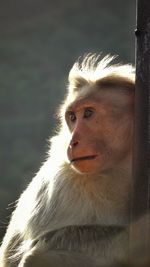 Close-up of monkey looking away