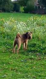 Full length of dog on grassy field