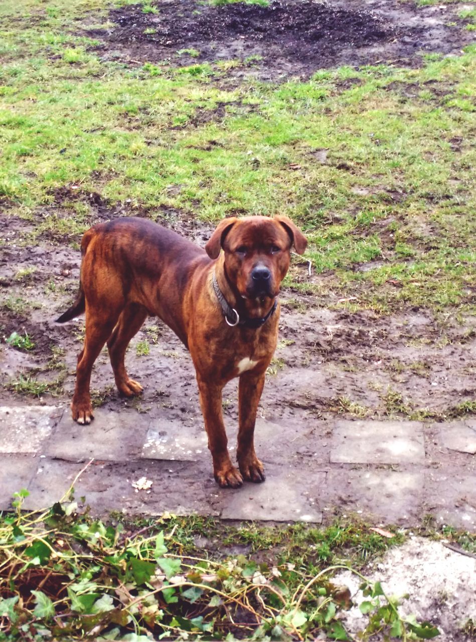 animal themes, mammal, domestic animals, one animal, standing, full length, dog, pets, brown, portrait, outdoors, field, looking at camera, day, no people, zoology, grass, high angle view, side view, animal