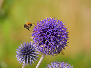 Close-up of bee on purple flower