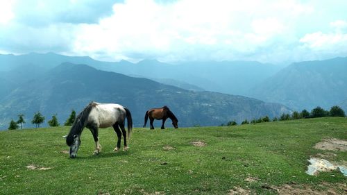 Horses grazing on field against sky