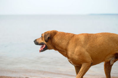 View of a dog on beach