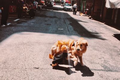 View of dogs on road in city