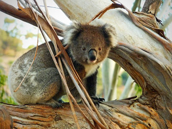 Portrait of koala on branch