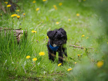 High angle view of puppy on grass