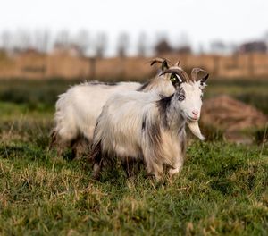 Goat on field