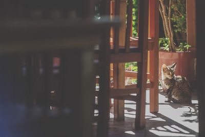 Cat sitting by chairs in back yard