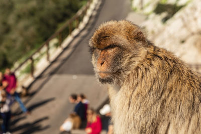 Grumpy looking barbary macaque monkey on the rock of gibraltar