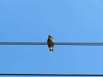 Low angle view of bird perching against clear blue sky