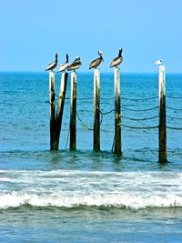 Seagulls perching on wooden post in sea