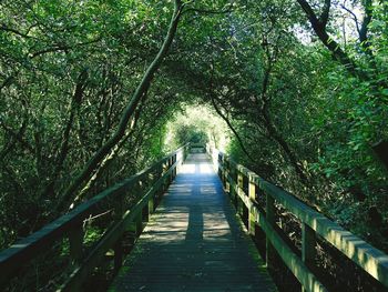 Walkway amidst trees in forest