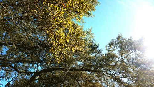 Low angle view of tree against blue sky