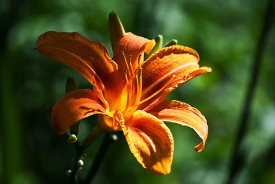 Close-up of orange day lily blooming outdoors