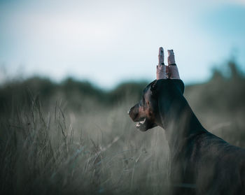 Dog looking away on field