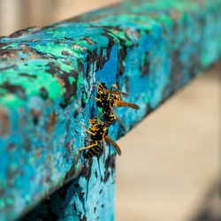 Wasp close-up. yellow pattern on the black body of the wasp. blurred background.