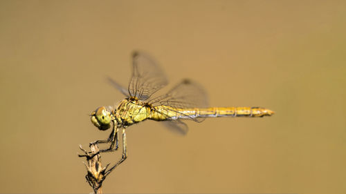 Close-up of insect