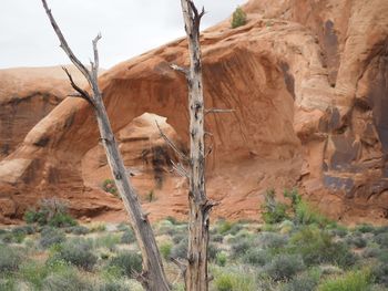 Bare trees on cliff