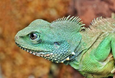 Close-up of a lizard