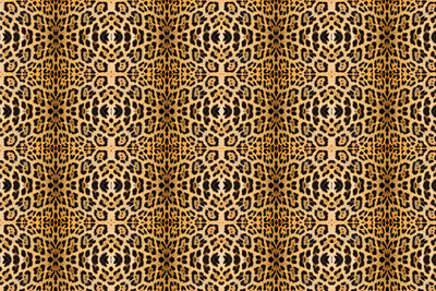 Full frame shot of an animal