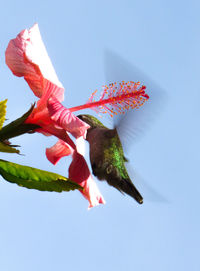Close-up of red flower