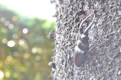 Close-up of crab on tree trunk