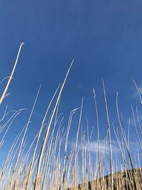 Low angle view of stalks against blue sky