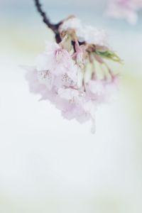 Close-up of pink cherry blossom