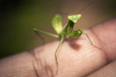 Close-up of insect on hand holding leaf