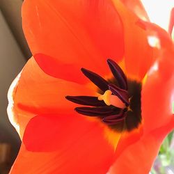 Close-up of orange flower