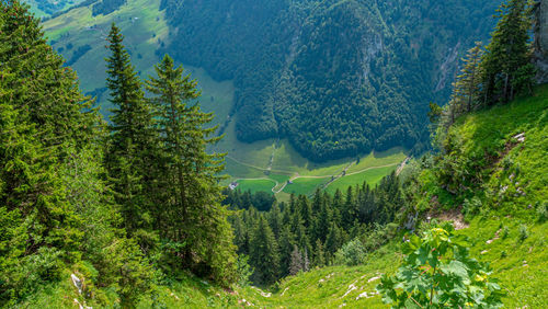 High angle view of pine trees in forest