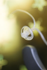 Close-up of white flower on plant