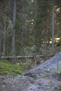 Stream amidst trees in forest