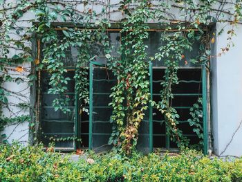 Close-up of ivy on house