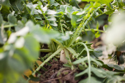 Close-up of fresh green plants on field