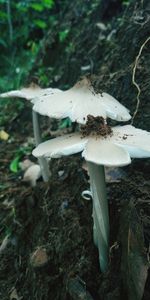 Close-up of mushroom growing on field