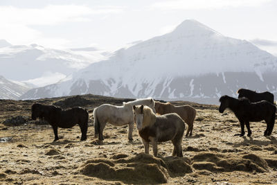 Herd of icelandic horses in spring in front of snowy mountains