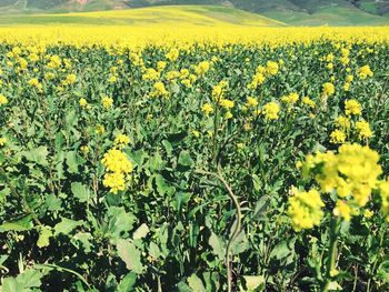 Yellow flowers growing in field