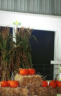 Potted plants in backyard