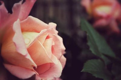 Close-up of hand holding rose