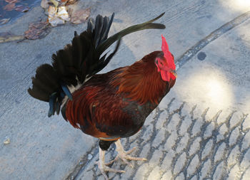 High angle view of rooster